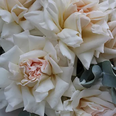 Эквадорские розы: На фото Роза Вайт Охара с эвкалиптом в оформлении Эквадорские розы: Роза Вайт Охара с эвкалиптом в оформлении