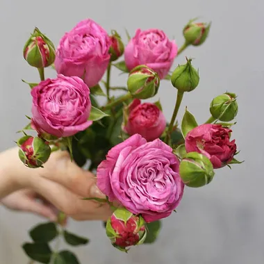 Роза Леди Бомбастик 60 см - изображение 2