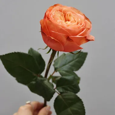 Роза чайно-гибридная Kahala (Кахала) - изображение 2