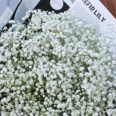 Букеты  цветов с доставкой: Белая гипсофила в журнальном оформлении Букеты  цветов с доставкой: Белая гипсофила в журнальном оформлении