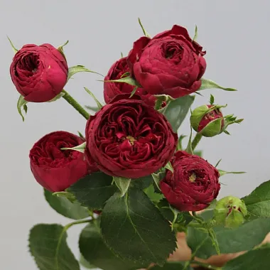 Кустовая роза Марун - изображение 2