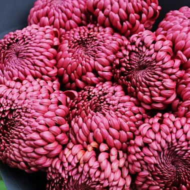 Цветы: Букет из 11 шоколадных хризантем Бигуди