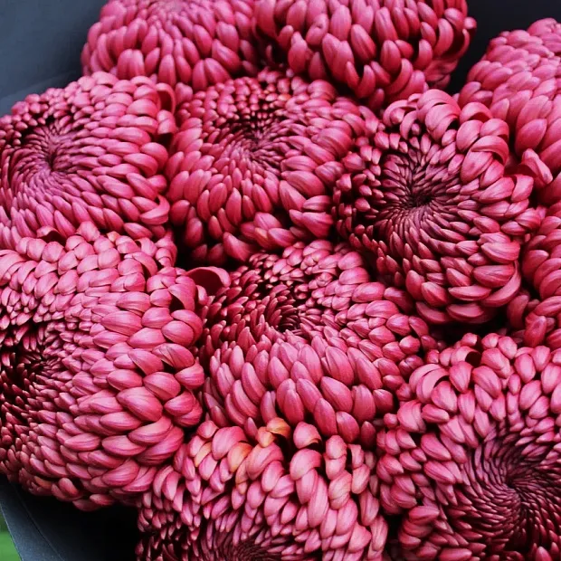 Букет из 11 шоколадных хризантем Бигуди