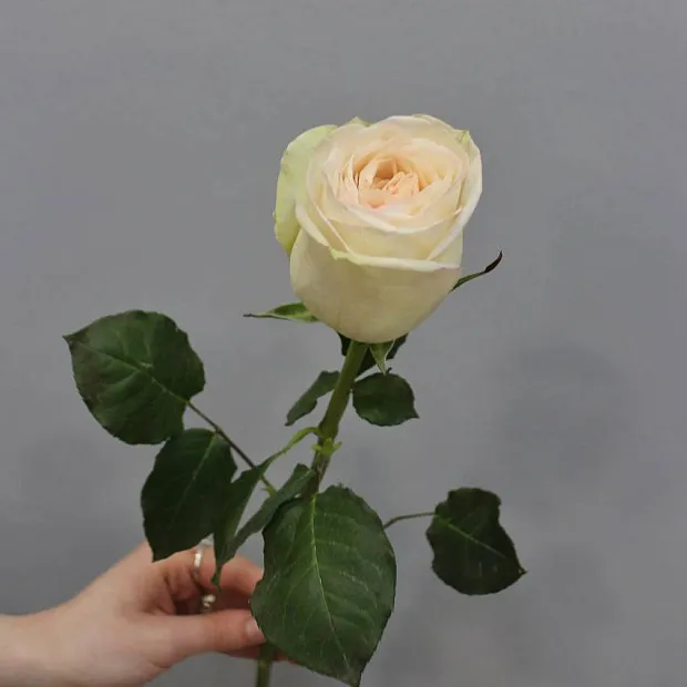Роза White O'Hara 60 см (1 шт)
