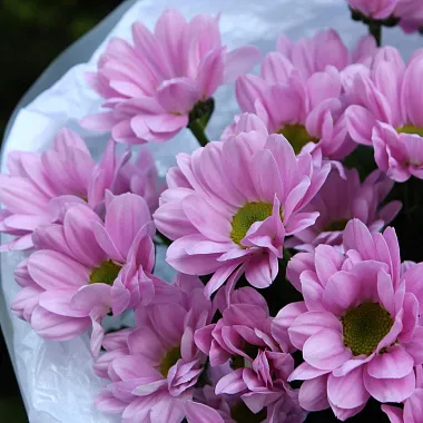 Цветы: Букет из 5 розовых ромашковых хризантем Цветы: Букет из 5 розовых ромашковых хризантем