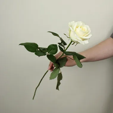 Розы поштучно: Роза белая Avalanche 60 см
