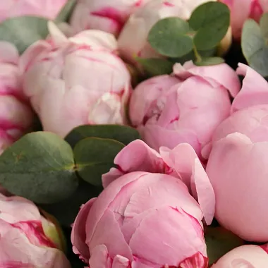 Монобукеты  цветов с доставкой: Букет из 21 пиона с эвкалиптом Монобукеты  цветов с доставкой: Букет из 21 пиона с эвкалиптом