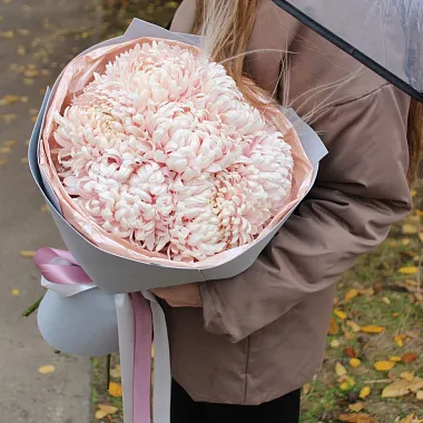 Цветы: Хризантема одноголовая 7 шт