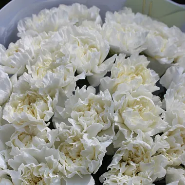 Букеты  цветов с доставкой: Букет из белых диантусов Букеты  цветов с доставкой: Букет из белых диантусов