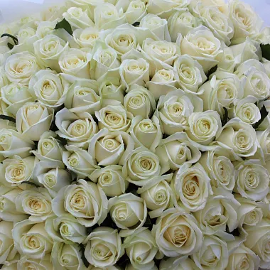 Букеты  цветов с доставкой: На фото 109 роз Аваланж 70 см в нежном оформлении Букеты  цветов с доставкой: 109 роз Аваланж 70 см в нежном оформлении