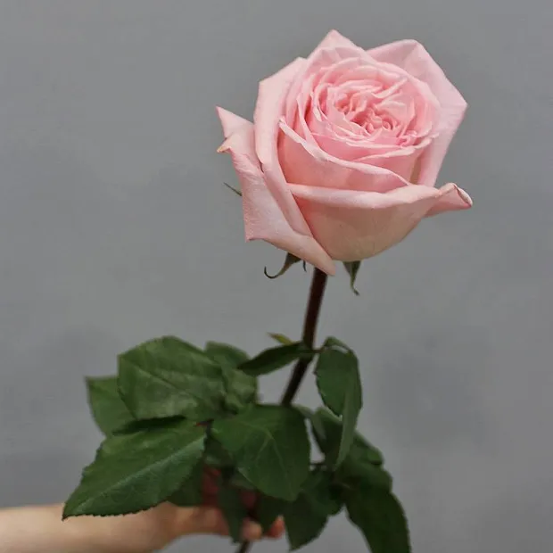 Роза Pink O'Hara 60 см (1 шт)