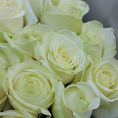 Букеты  цветов с доставкой: На фото 51 роза Аваланж 80 см Букеты  цветов с доставкой: 51 роза Аваланж 80 см