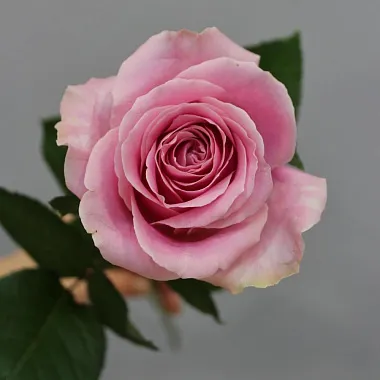 Роза Аваланж Пинк 60 см - изображение 2