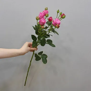 Розы поштучно: Роза Леди Бомбастик 60 см