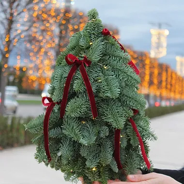 Композиция "Ель декоративная" - изображение 2