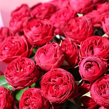 Букет из роз 50 см: На фото Букет пионовидной розы Марун "Red" 50 см Букет из роз 50 см: Букет пионовидной розы Марун "Red" 50 см