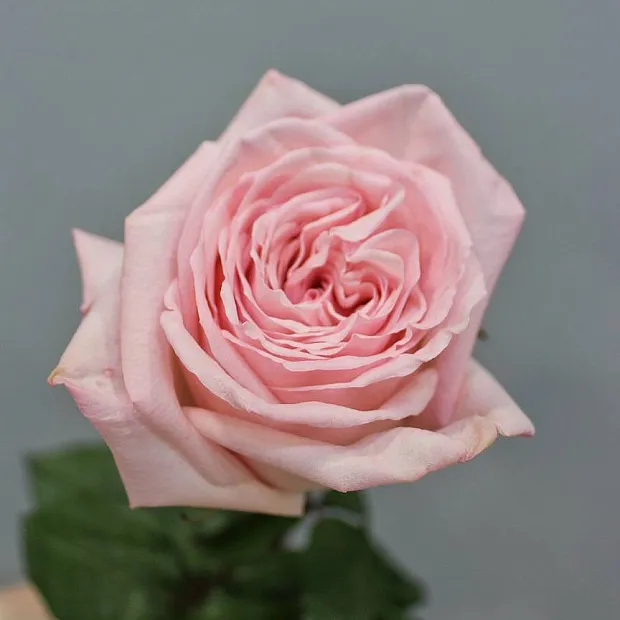 Роза Pink O'Hara 60 см (1 шт)