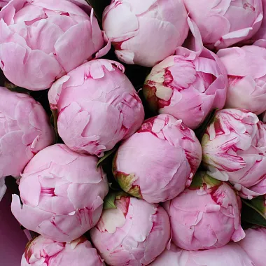 Букеты пионов: Букет из 19 розовых пионов