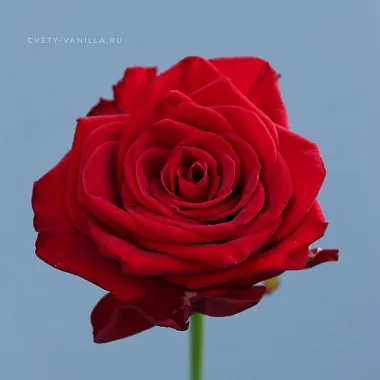 Роза Ред Наоми (Red Naomi) 60 см Россия - изображение 2