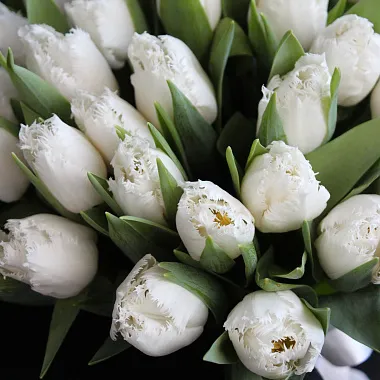 Монобукеты  цветов с доставкой: Букет из 39 махровых тюльпанов Монобукеты  цветов с доставкой: Букет из 39 махровых тюльпанов