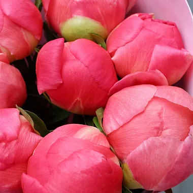 Букеты  цветов с доставкой: Букет из 9 пионов Coral Charm Букеты  цветов с доставкой: Букет из 9 пионов Coral Charm