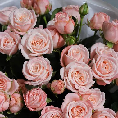 Букеты из роз: Букет из 9 веток пионовидной розы