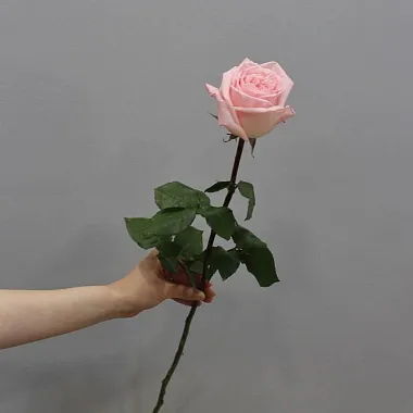 Розы поштучно: Роза Pink O'Hara 60 см (1 шт)