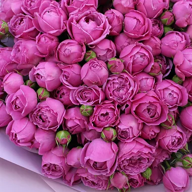 кустовые розы: 25 кустовых пионовидных роз 50 см