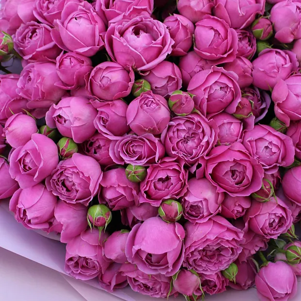 25 кустовых пионовидных роз 50 см