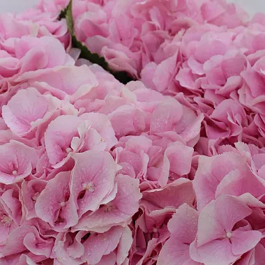 Цветы на день рождения: Букет из 5 гортензий «Pink»