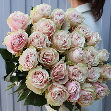 Эквадорские розы: На фото Букет из 25 роз Пинк Мондиаль 70 см Эквадорские розы: Букет из 25 роз Пинк Мондиаль 70 см