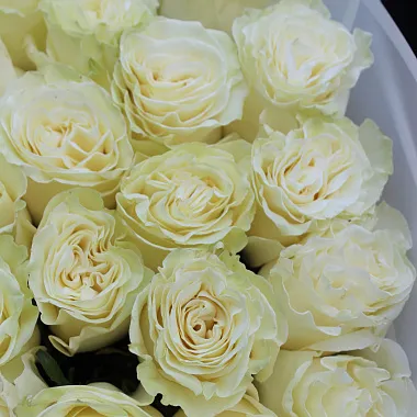Букеты  цветов с доставкой: На фото Букет из 51 белой розы Мондиаль 70 см Букеты  цветов с доставкой: Букет из 51 белой розы Мондиаль 70 см