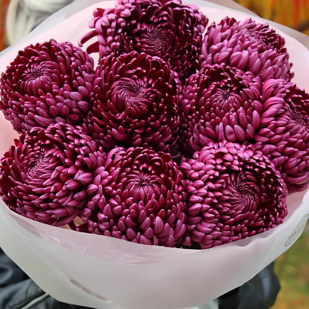 Букет из 9 хризантем Бигуди «Ягодный»