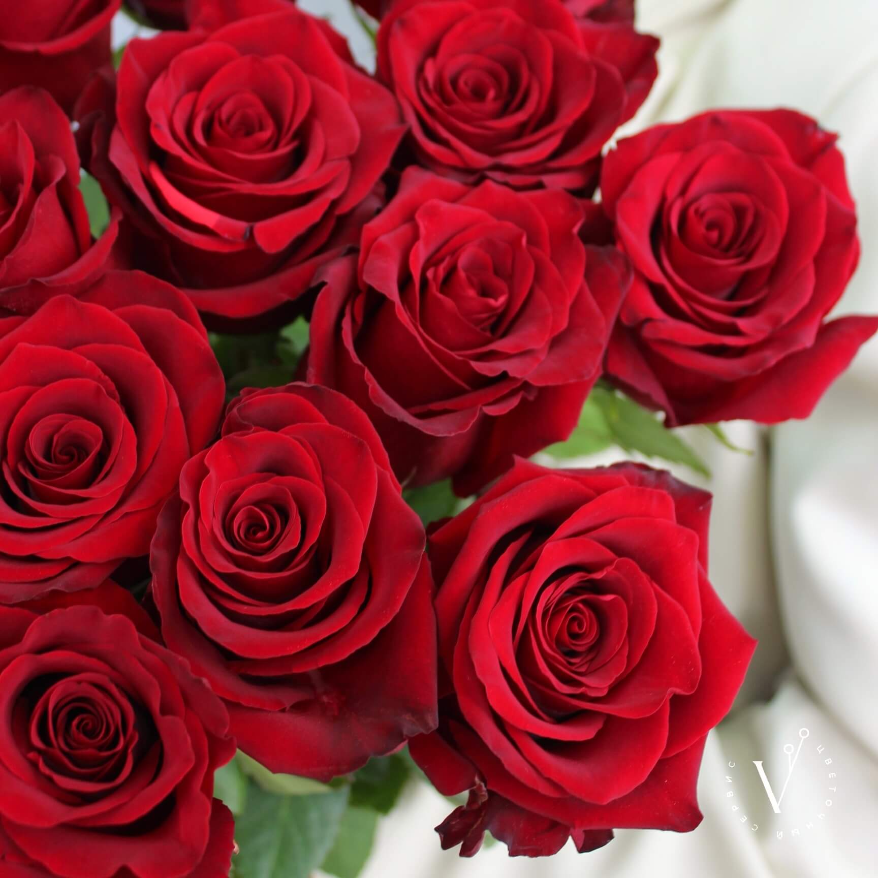 Купить 15 красных импортных роз 80 см в Краснодаре с доставкой.