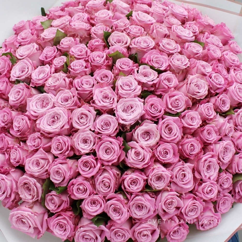Купить Букет из 151 розы Маритим 60 см в Краснодаре
