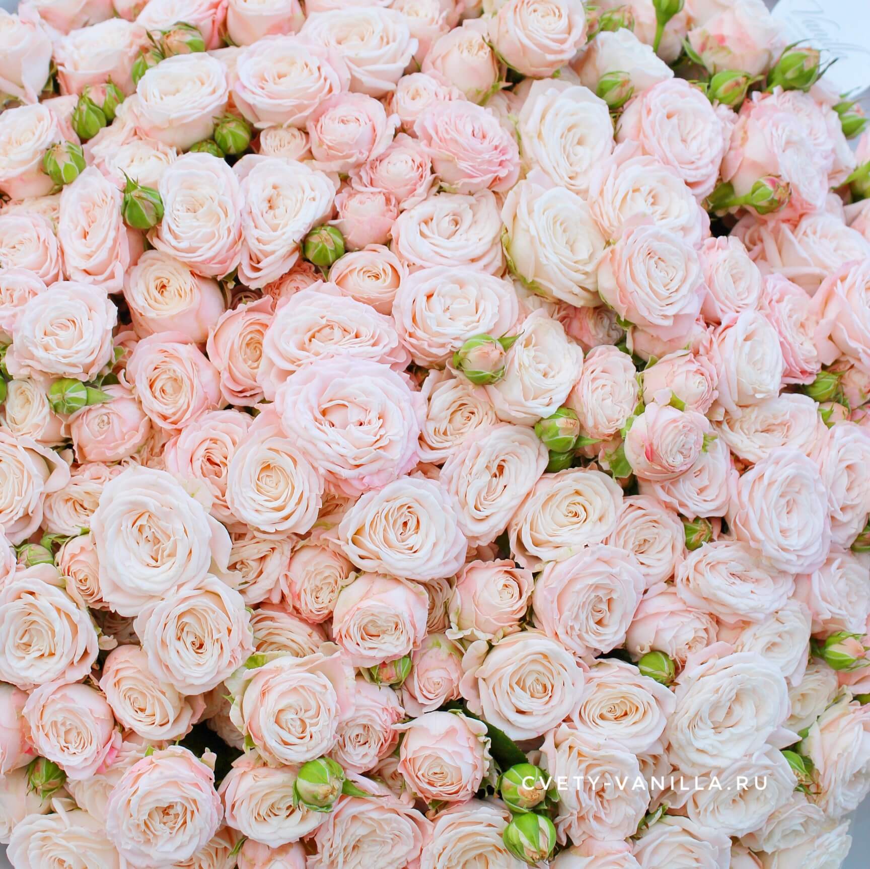 Открытки с днем рождения розовые розы - фото и картинки жк-вершина-сайт.рф