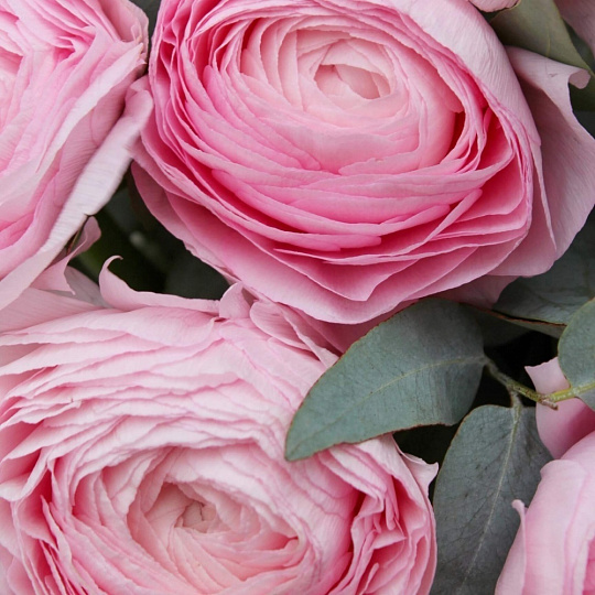 Букет из 7 ранункулюсов и эвкалипта