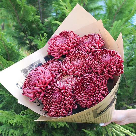 Хризантема Бигуди одноголовая - изображение 2