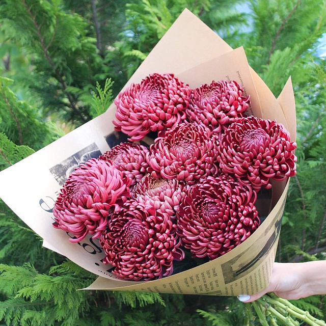 Хризантема Бигуди одноголовая - изображение 2