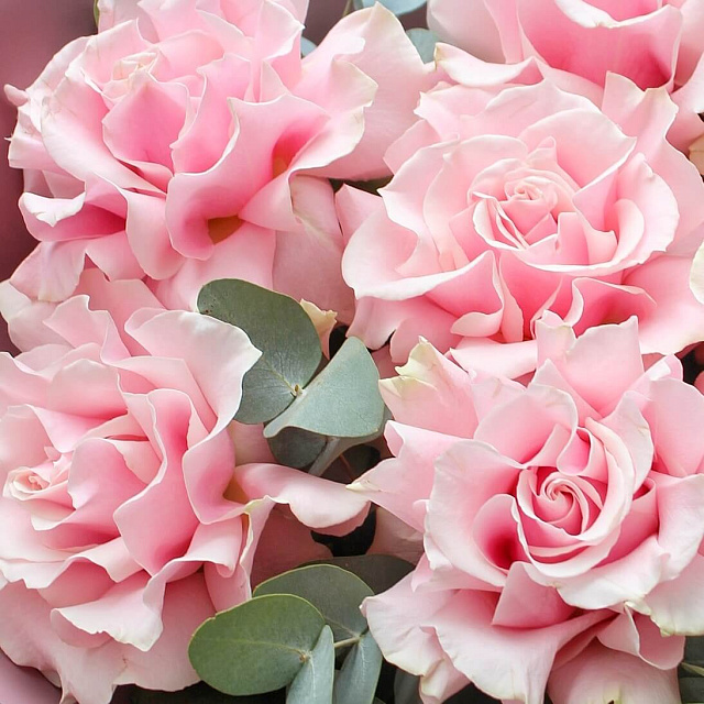 Эквадорские розы: Букет из импортной розы "Mondial" и эвкалипта