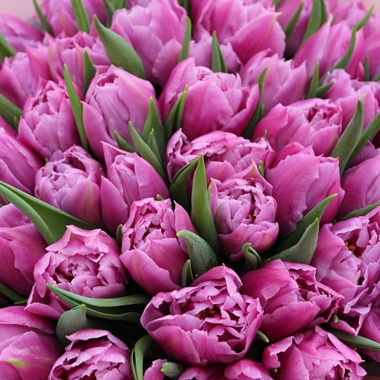 Цветы на 14 февраля: 51 пионовидный тюльпан