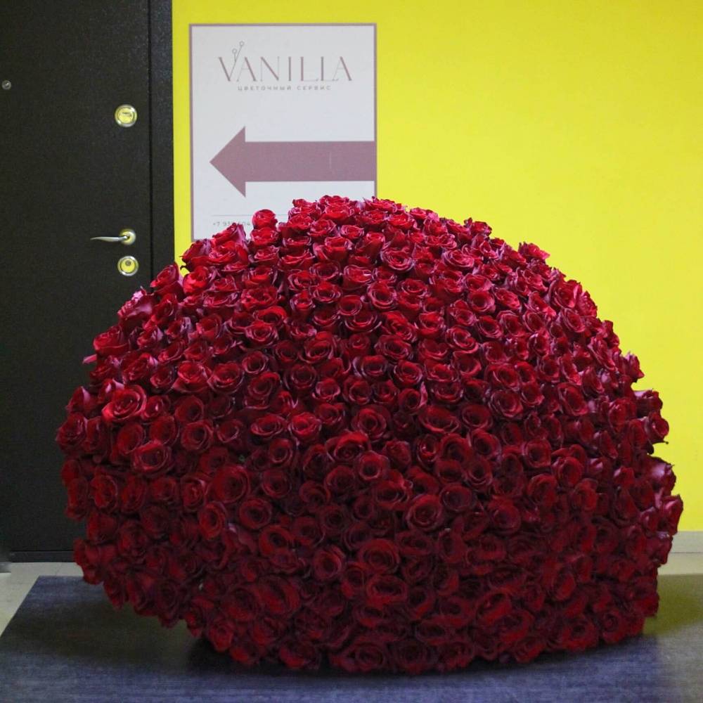 301 роза Эксплорер 80 см