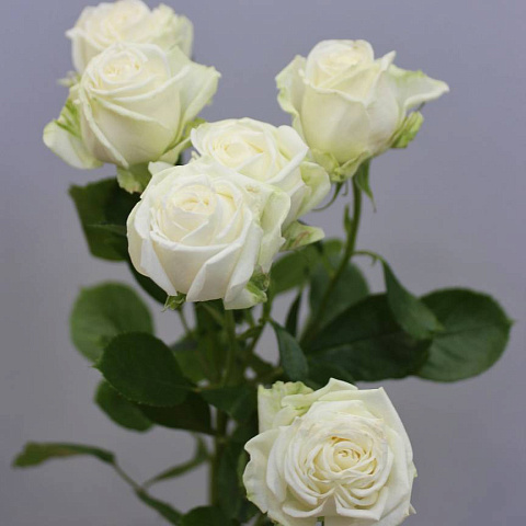 Роза Мисс Бомбастик (Miss Bombastic) 1 шт - изображение 2