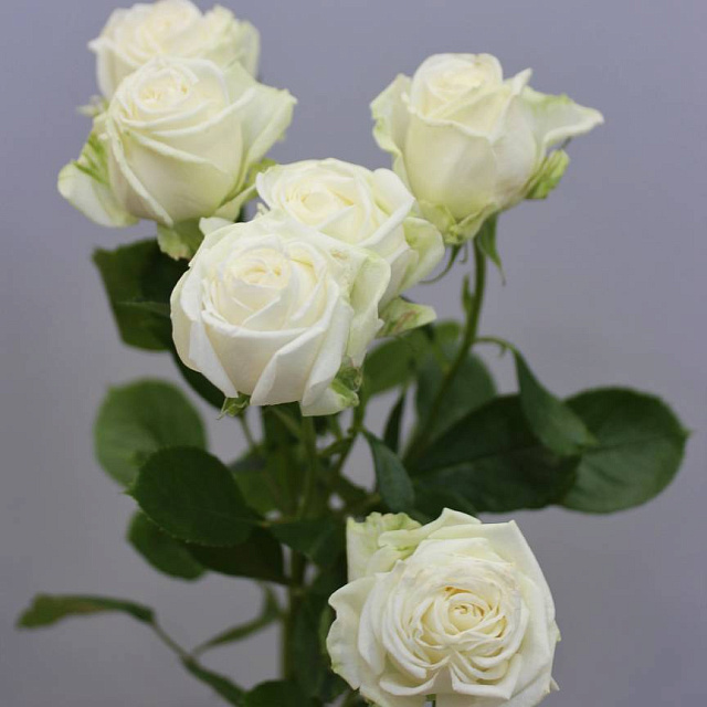 Роза Мисс Бомбастик (Miss Bombastic) 1 шт - изображение 2