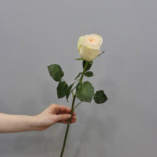 Роза White O'Hara 60 см (1 шт)