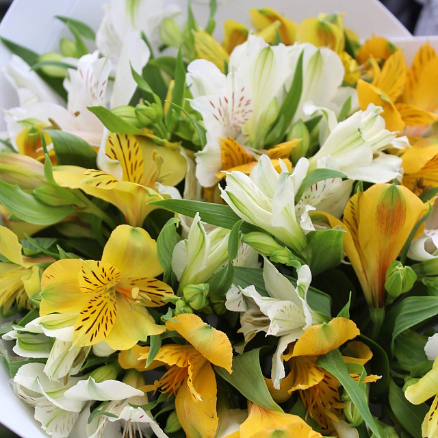 Цветы на праздник: Букет из альстромерии «солнечный»