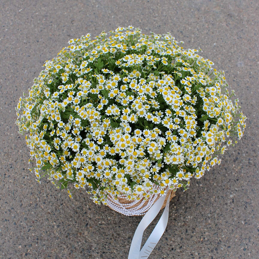 Ромашки микс в корзине