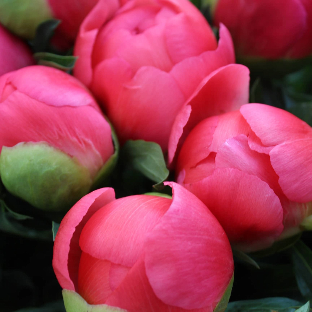 39 местных пионов Корал Шарм