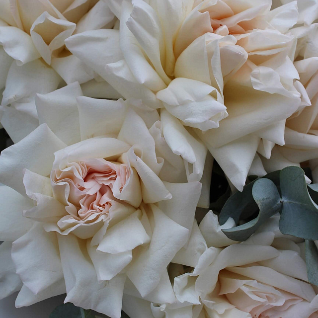 Букеты из 9 роз: Роза Вайт Охара с эвкалиптом в оформлении