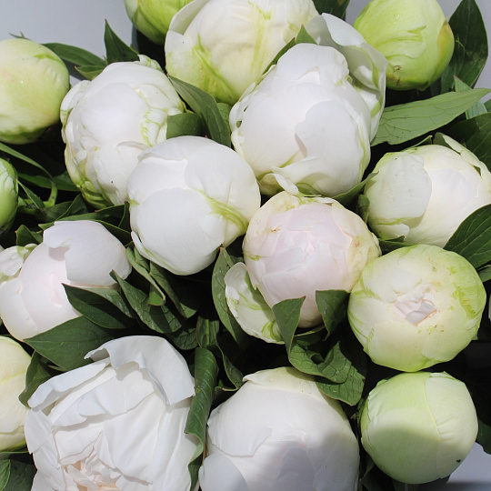 Букет из 19 белых пионов